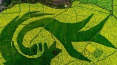 看！油菜花和小麦组成的“龙凤呈祥”