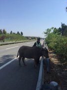 谁家的牛这么牛 高速路上闲逛好危险