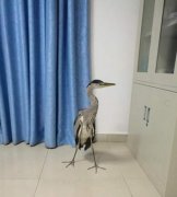 深夜走在路上 天上落下一只受伤的“丑小鸭”