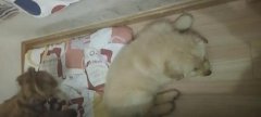 重庆一女子带狗路过遭投毒