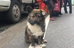 重庆这个老爷爷跌下山林失踪5天，忠犬守护身旁狂吠救了他一命！