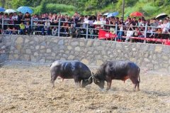  重庆秀山举办斗牛比赛 引市民热情围观