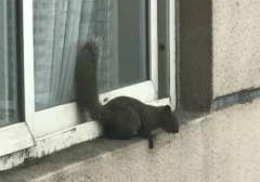 重庆江津惊现“小毛贼”  上高楼下不来