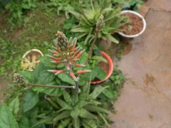 重庆荣昌一十多年芦荟开花 让主人高兴坏了