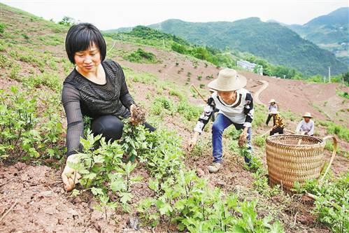 重庆妹子成十大农民女状元 她种的菊花远销多地