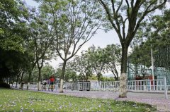 重庆大学城蓝花楹盛开 空中花海美不胜收