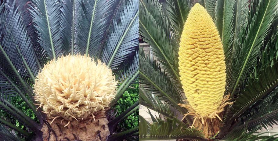 稀奇重庆一小区外现雌雄铁树同时开花奇景