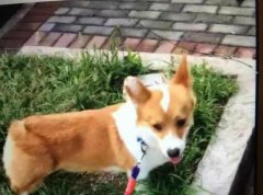价值6000元柯基犬 被人当流浪狗抱走