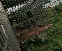 邻居家养了3只孔雀 招来一米五的长蛇