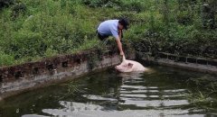 重庆300斤大肥猪越狱去泡澡被困鱼塘