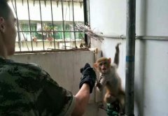 小猴迷路错入居民家中 众人合力送它回家
