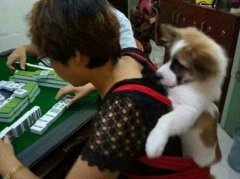 重庆一大姐太爱狗 打麻将也要背着狗狗