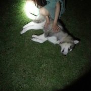 重庆一女子爱犬被前男友从高楼抛下摔死