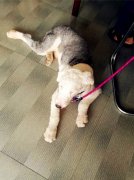 爱犬走丢被人捡到后向失主要感谢费 失主：不可理喻