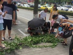 重庆街头行道杏树被砍 市民围抢果实