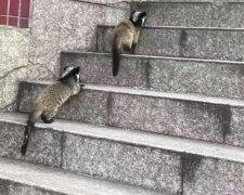 重庆校园现“小怪物” 远看既像猫又像松鼠