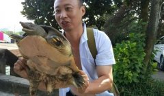 男子钓到7斤野生大甲鱼 体型有一个盘子大