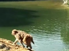 重庆有多热？猕猴被逼成跳水选手
