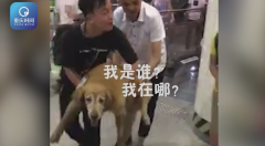 一金毛汪在重庆轻轨站内热晕了 路人帮它扇风