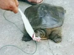 重庆男子钓到七斤重的甲鱼  寿命超10岁