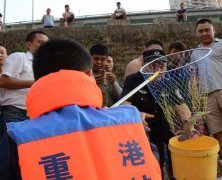 嘉陵江又发现鳄鱼 长约30公分