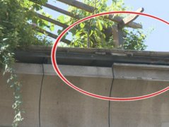 小区墙砖突然掉落 路人头部被砸伤