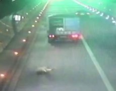 货车门没关紧 “二师兄”惨遭遗弃隧道中