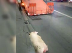 “二师兄”被弃高速：甩下来的