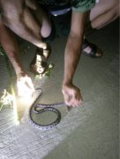 男子深夜玩蛇  疑似被咬