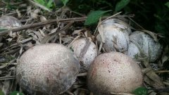 重庆这种“蛋”长在竹林 营养价值极高