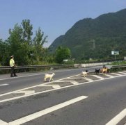 山羊欲“逛”高速 执法队员充当羊倌领下路