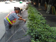 大热天花草也扛不住了 绿化带撑起了“遮阳伞”