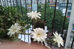 “天鹅蛋”开花 白色花朵美呆市民