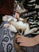 重庆美女带猫绝育  到了宠物医院发现猫已怀孕