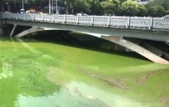 重庆一河面现绿色漂浮物  路人：有股腥臭味