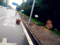 道行树侧翻巨石滚落到公路 现场泥泞不堪