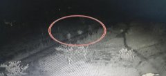 重庆女子睡梦中被惊醒 一道黑影逃窜