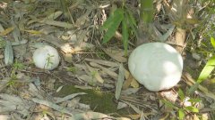重庆现巨型野生菌   重达3.44斤
