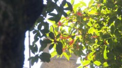 秋日桂花竞盛放 这棵飘香已千年