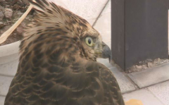 猫头鹰飞入人家 专家分析原因可能是太饿了