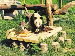 重庆大熊猫“新星”喜迎35岁生日