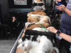 当街贩卖小动物 黑心贩子被曝光