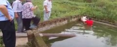 大肥猪跳进池塘洗澡 游到角落奄奄一息