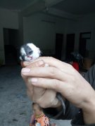 重庆现“双脸猫”   两张嘴四只眼