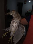 小伙稻田里觅野味 竟抓到国家级野生动物