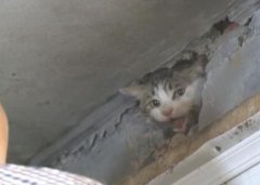 猫咪头卡墙上出不来 女子为救它拆了一堵墙