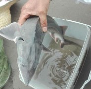 男子钓起一条＂怪鱼＂   重约2.6斤