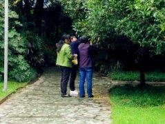 大妈组队摘公园里的桂花  路人相劝不管用