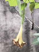 重庆一小区惊现“情花” 全身都是毒