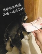 小夫妻千辛万苦办下来的护照 竟被爱犬撕得粉碎